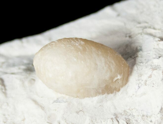 Eocene Aged Fossil Snake Egg - Bouxwiller, France #12965